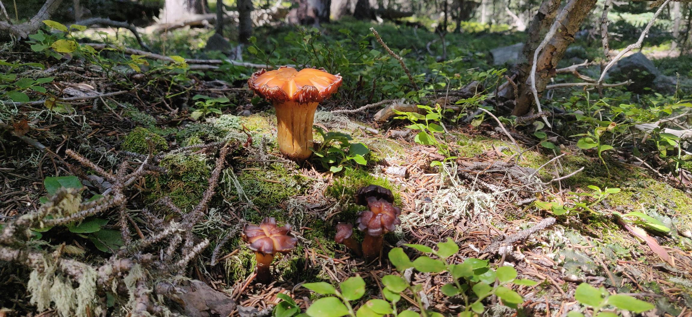 Some areas were fairly lush with TONS of really cool fungi