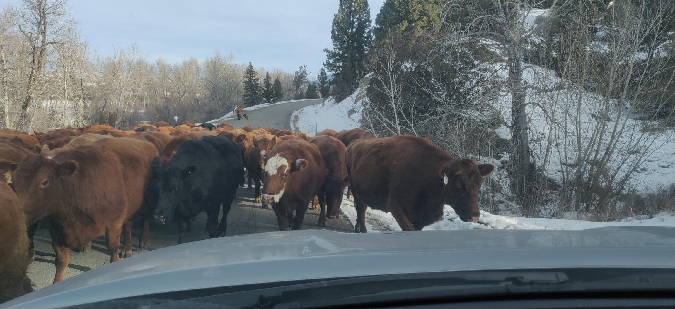 First of two (!) herds of cows commuting to greener pastures en route to the cabin